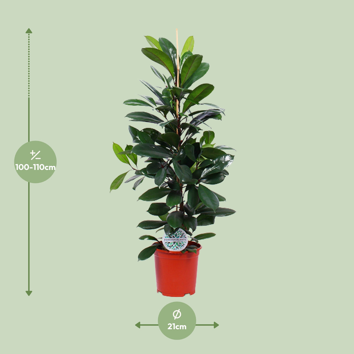 Dimensions du Ficus cyathistipula livré : pot de 21 cm et hauteur de 105 cm