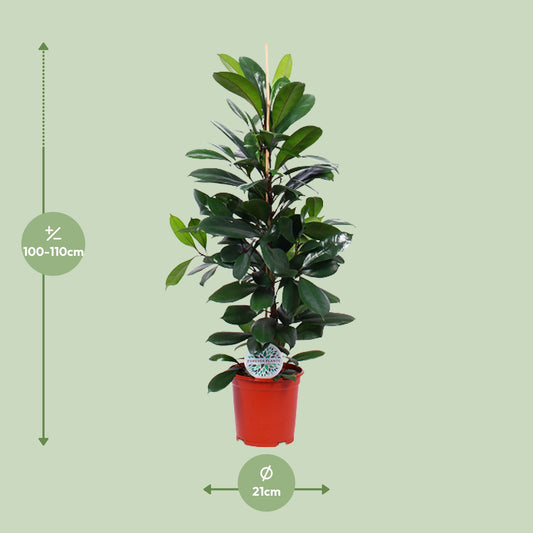 Dimensions du Ficus cyathistipula livré : pot de 21 cm et hauteur de 105 cm