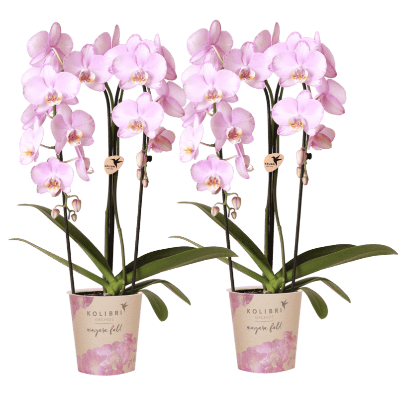 Lot de 2 ou 4 orchidées roses Phalaenopsis 'Xanion' - Pot 12 cm