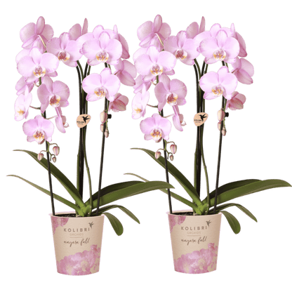 Lot de 2 ou 4 orchidées roses Phalaenopsis 'Xanion' - Pot 12 cm