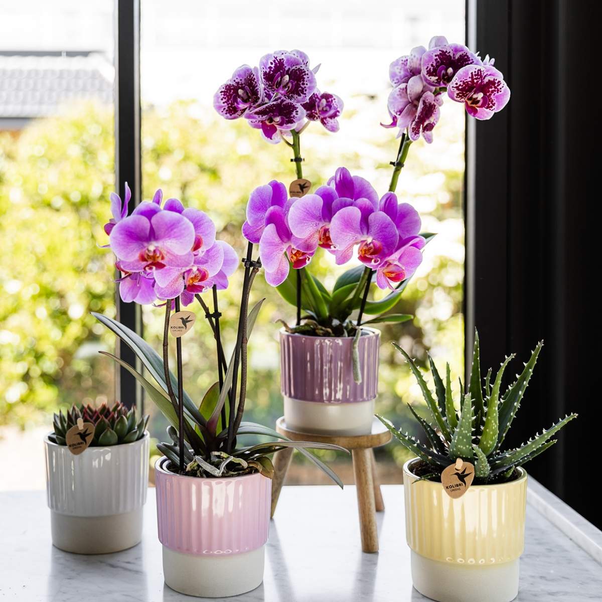 Lot de 2 ou 4 orchidées roses et violettes Phalaenopsis 'Frederikstad' - Pot 9 cm