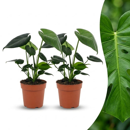 Deux jeunes Monstera Deliciosa avec de petites feuilles vertes brillantes en forme de cœur, plantées dans des pots bruns sur fond blanc, et