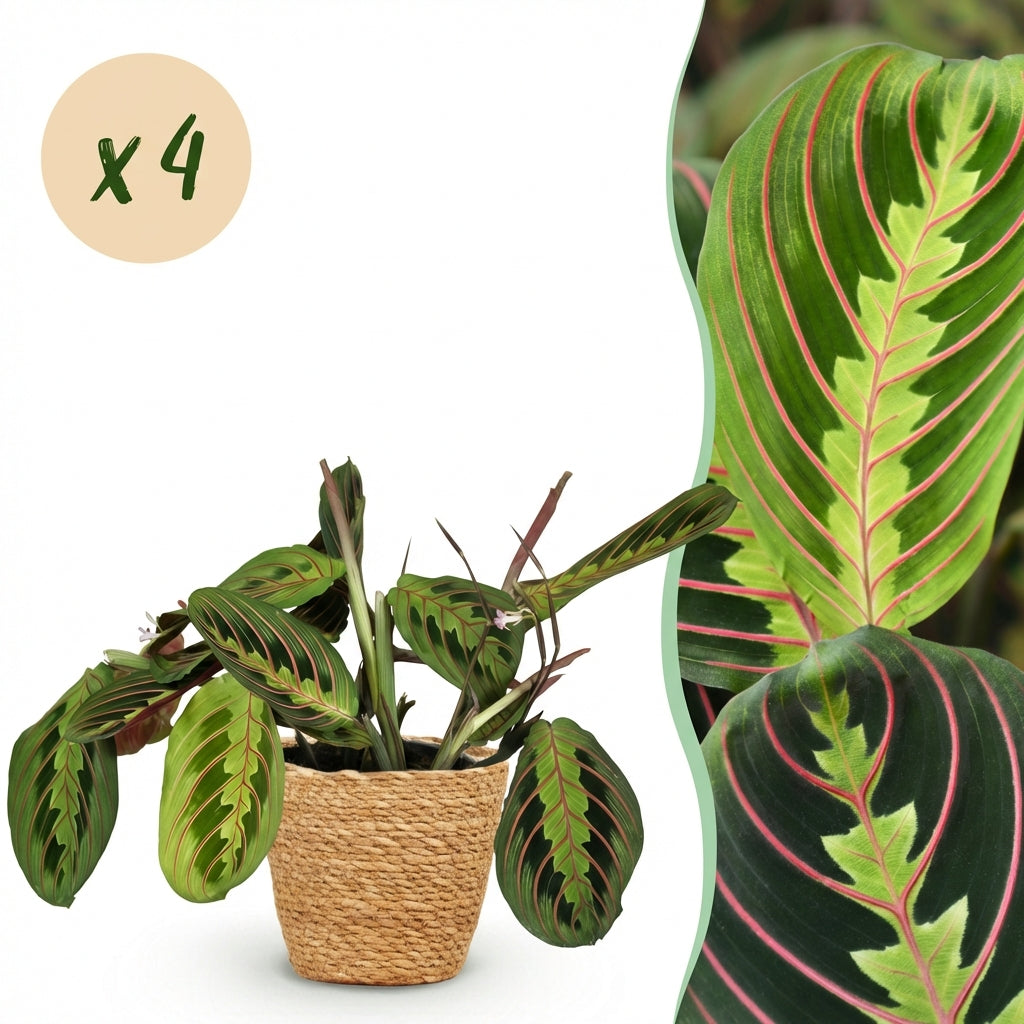Une Maranta Fascinator Tricolour avec ses feuilles vertes et nervures roses intenses, présentée dans un cache-pot panier tressé en osier