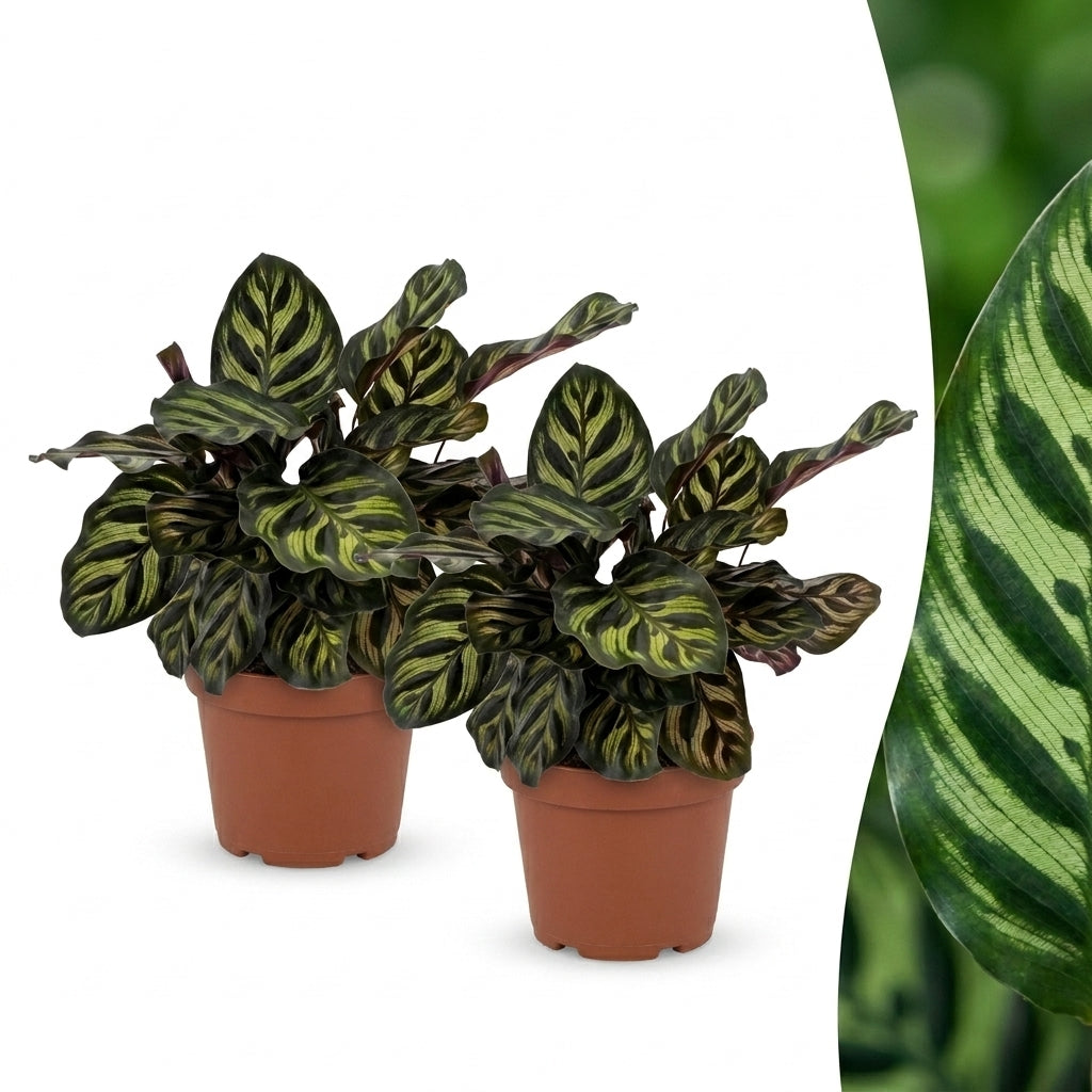 Deux Calathea Makoyana, les célèbres Plantes Paon, avec leur feuillage vert foncé zébré de vert clair, dans des pots terre cuite, à côté
