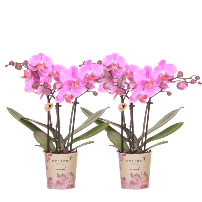 Lot de 2 ou 4 orchidées roses et violettes Phalaenopsis 'Frederikstad' - Pot 9 cm