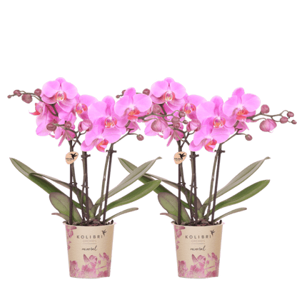 Lot de 2 ou 4 orchidées roses et violettes Phalaenopsis 'Frederikstad' - Pot 9 cm