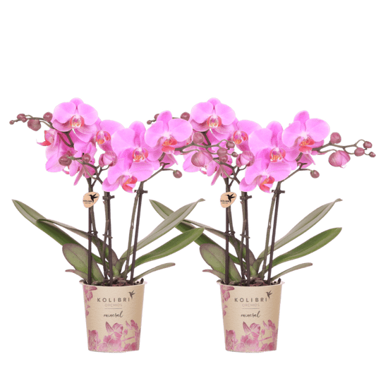 Lot de 2 ou 4 orchidées roses et violettes Phalaenopsis 'Frederikstad' - Pot 9 cm