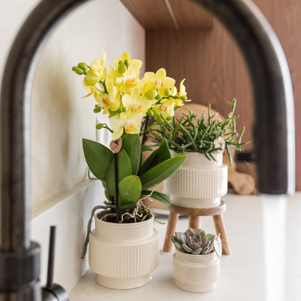 Lot de 2 ou 4 orchidées jaunes Phalaenopsis 'Albenga' - Pot 9 cm