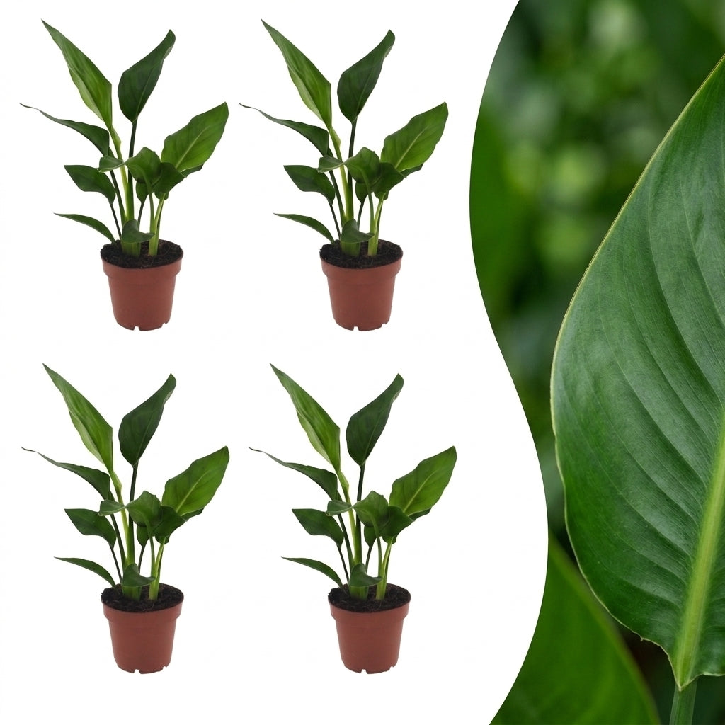 Quatre plants de Strelitzia Reginea - Oiseau de paradis en pot de 12cm et un gros plan sur le feuillage vert vif d'une feuille