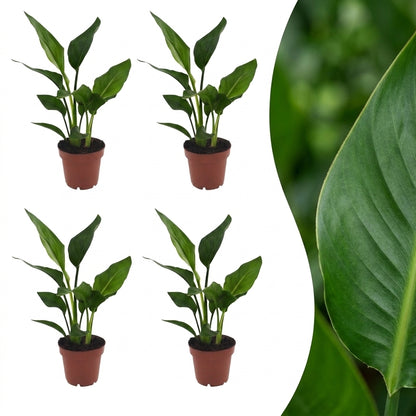 Quatre plants de Strelitzia Reginea - Oiseau de paradis en pot de 12cm et un gros plan sur le feuillage vert vif d'une feuille