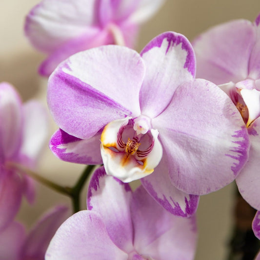 Lot de 2 ou 4 orchidées roses Phalaenopsis 'Xanion' - Pot 12 cm