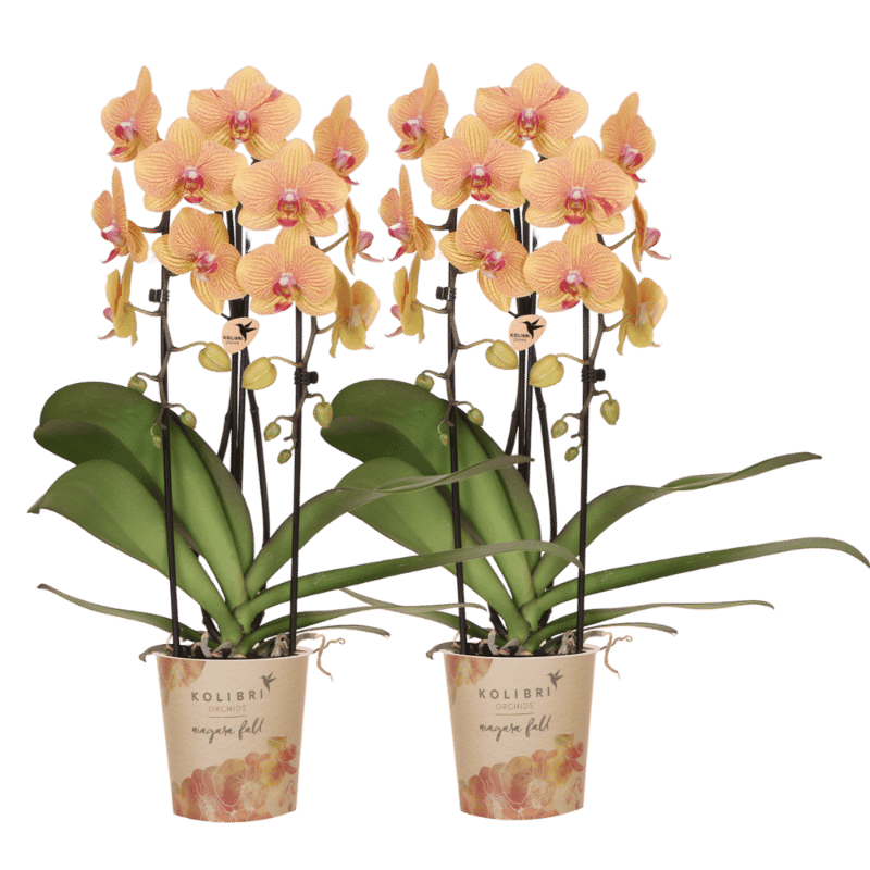 Lot de 2 ou 4 orchidées orange et roses Phalaenopsis 'Sunny Bunny' - Pot 12 cm