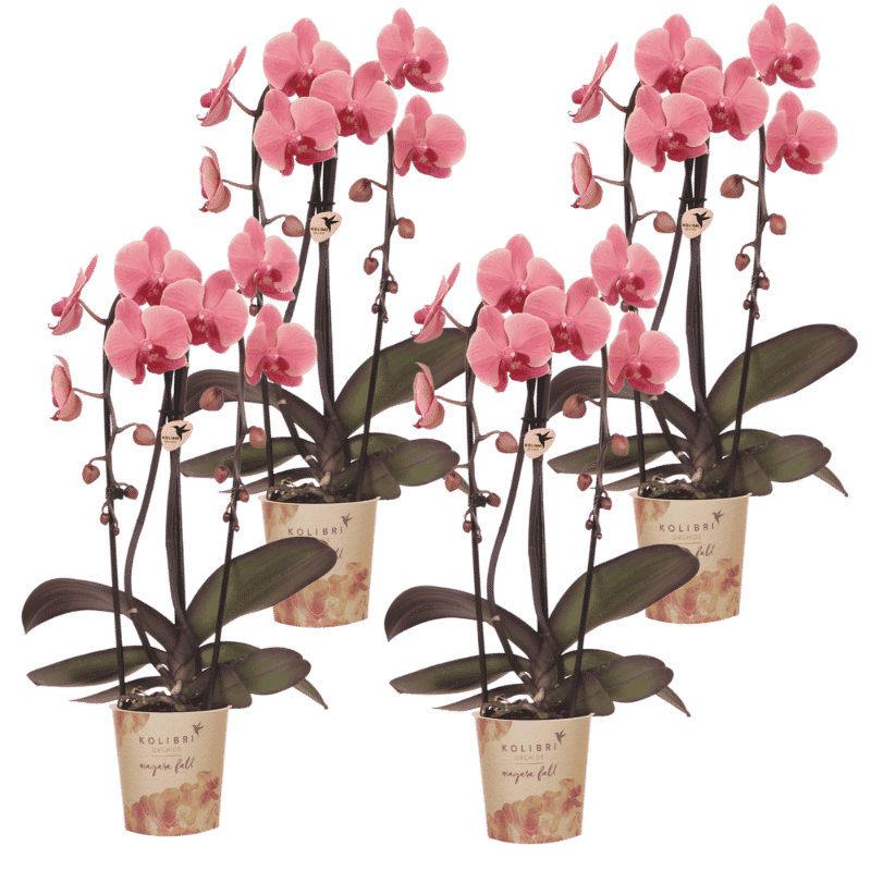 Lot de 2 ou 4 orchidées rose saumon Phalaenopsis 'Narbonne' - Pot 12 cm