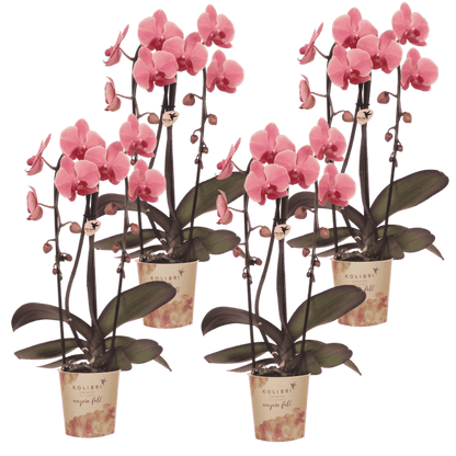 Lot de 2 ou 4 orchidées rose saumon Phalaenopsis 'Narbonne' - Pot 12 cm