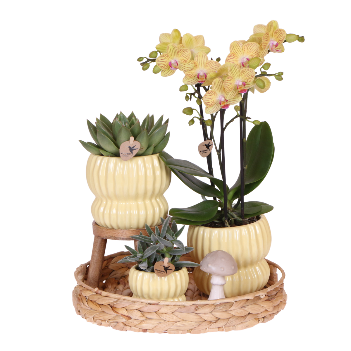 Coffret cadeau orchidée et 2 succulentes en cache-pots côtelés pastel - Pot 9 cm
