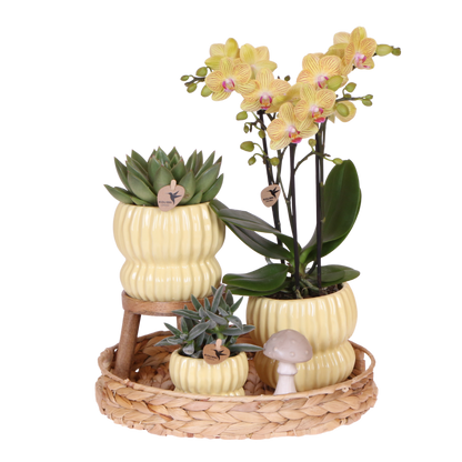 Coffret cadeau orchidée et 2 succulentes en cache-pots côtelés pastel - Pot 9 cm