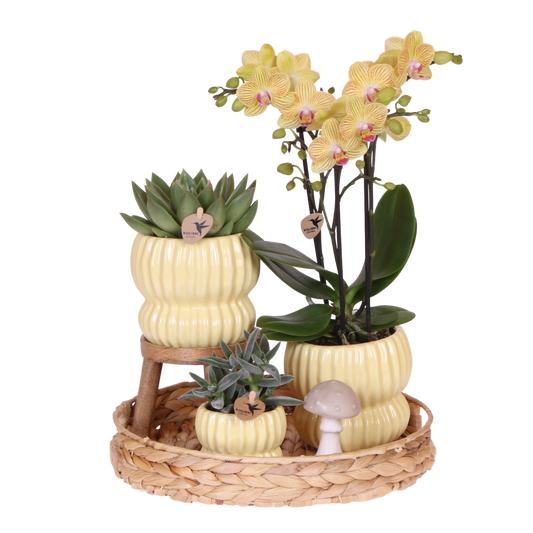 Coffret cadeau orchidée et 2 succulentes en cache-pots côtelés pastel - Pot 9 cm