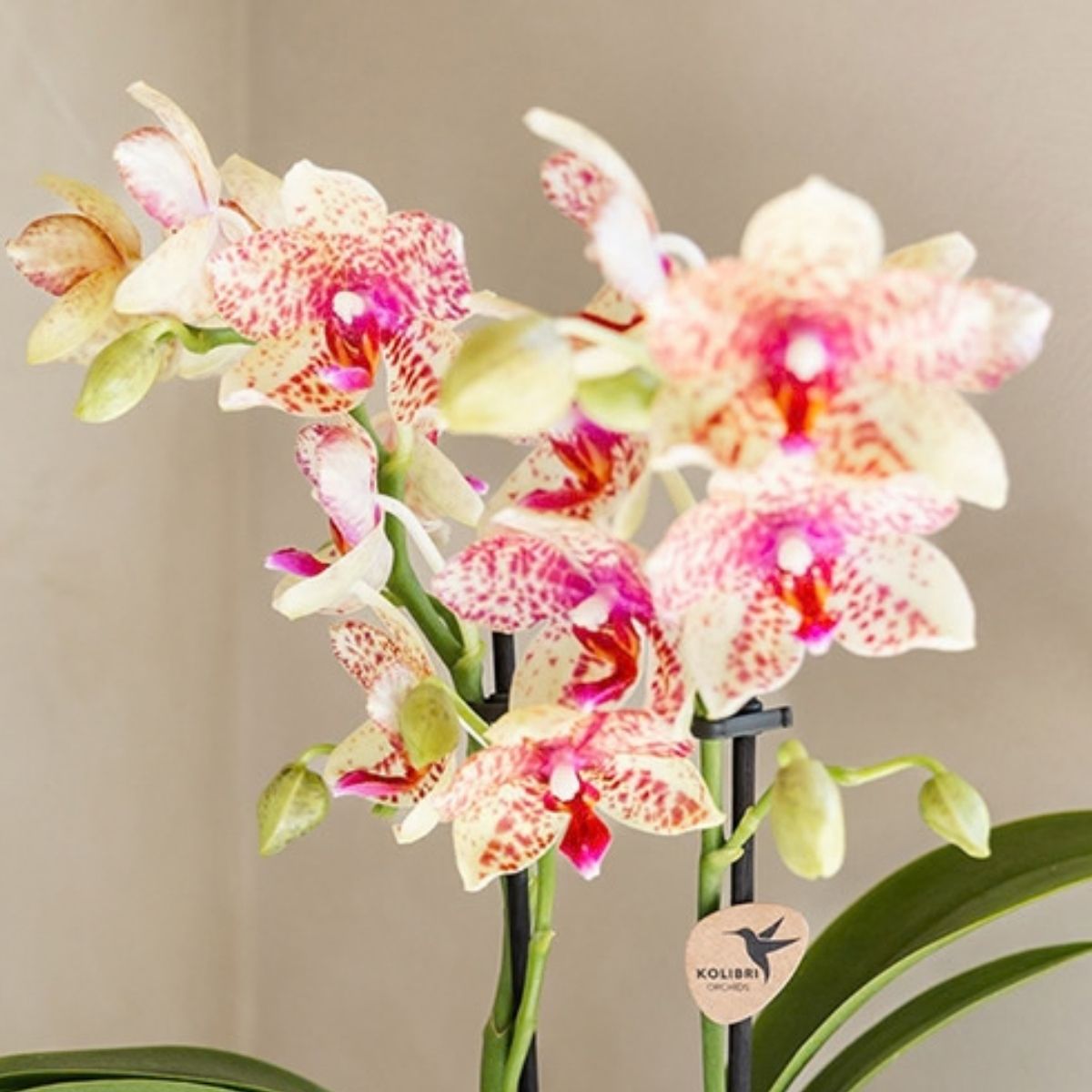 Lot de 2 ou 4 orchidées orange et jaunes Phalaenopsis 'Grosseto' - Pot 9 cm