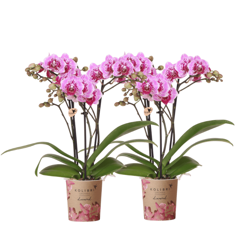 Lot de 2 ou 4 orchidées roses et violettes Phalaenopsis 'El Salvador' - Pot 9 cm