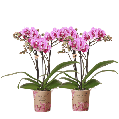 Lot de 2 ou 4 orchidées roses et violettes Phalaenopsis 'El Salvador' - Pot 9 cm
