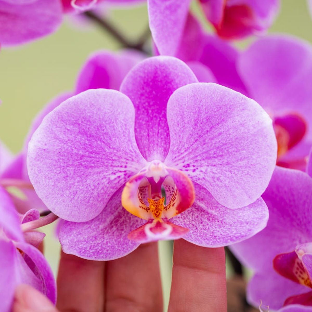 Lot de 2 ou 4 orchidées roses et violettes Phalaenopsis 'Frederikstad' - Pot 9 cm