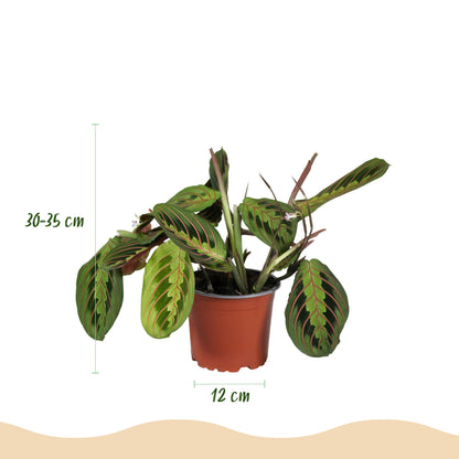 Maranta Fascinator Tricolour, une plante de prière aux feuilles vertes striées de rouge et au revers pourpre, présentée dans son pot de