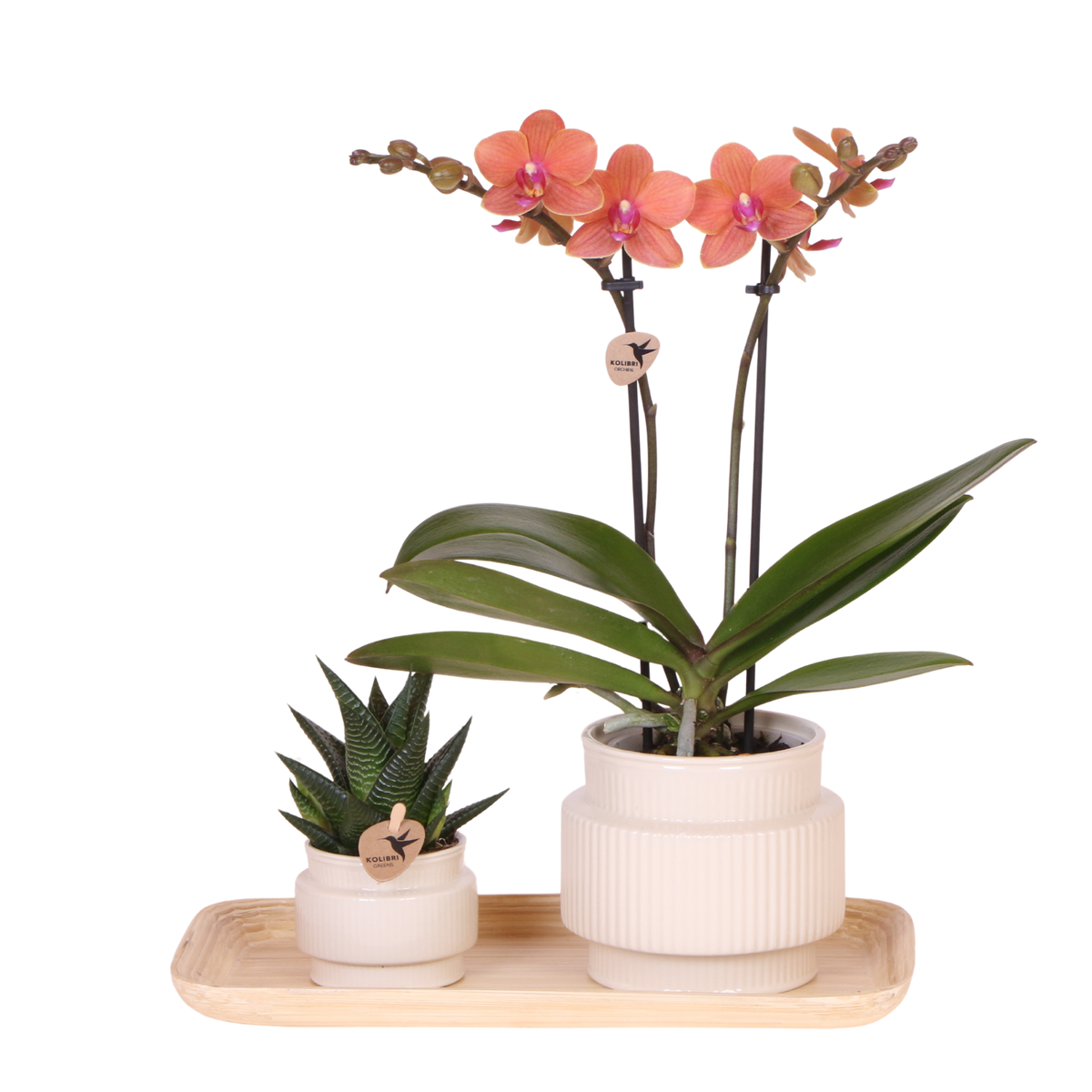 Coffret cadeau orchidée et succulente en cache-pots nervurés - Pot 9 cm