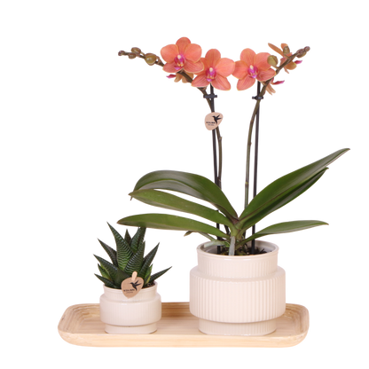 Coffret cadeau orchidée et succulente en cache-pots nervurés - Pot 9 cm