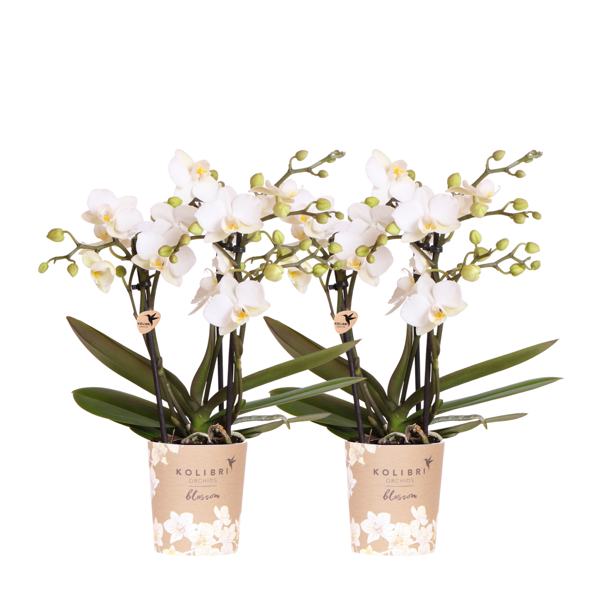 Lot de 2 ou 4 orchidées blanches Phalaenopsis 'Zurich' - Pot 9 cm