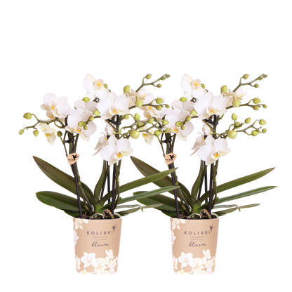 Lot de 2 ou 4 orchidées blanches Phalaenopsis 'Zurich' - Pot 9 cm