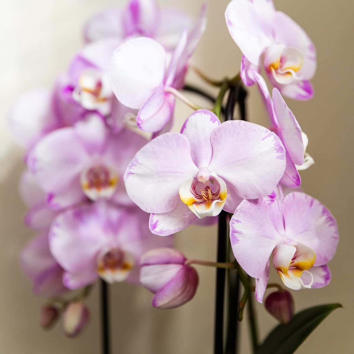 Lot de 2 ou 4 orchidées roses Phalaenopsis 'Xanion' - Pot 12 cm