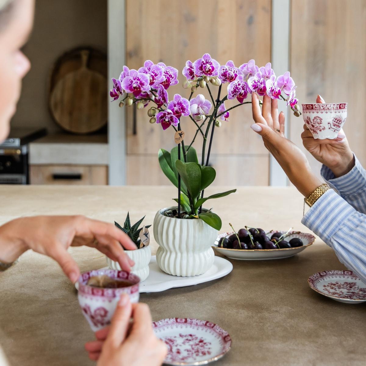 Lot de 2 ou 4 orchidées roses et violettes Phalaenopsis 'El Salvador' - Pot 9 cm