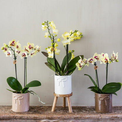 Lot de 2 ou 4 orchidées jaunes et rouges Phalaenopsis 'Uruguay' - Pot 9 cm