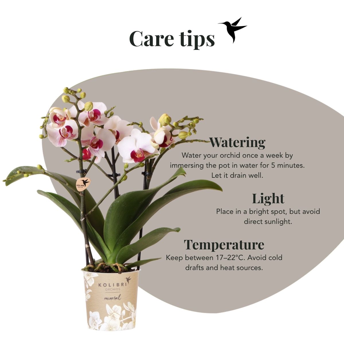 Coffret cadeau orchidée blanche au cœur rouge et succulentes en cache-pots nacrés - Pot 9 cm