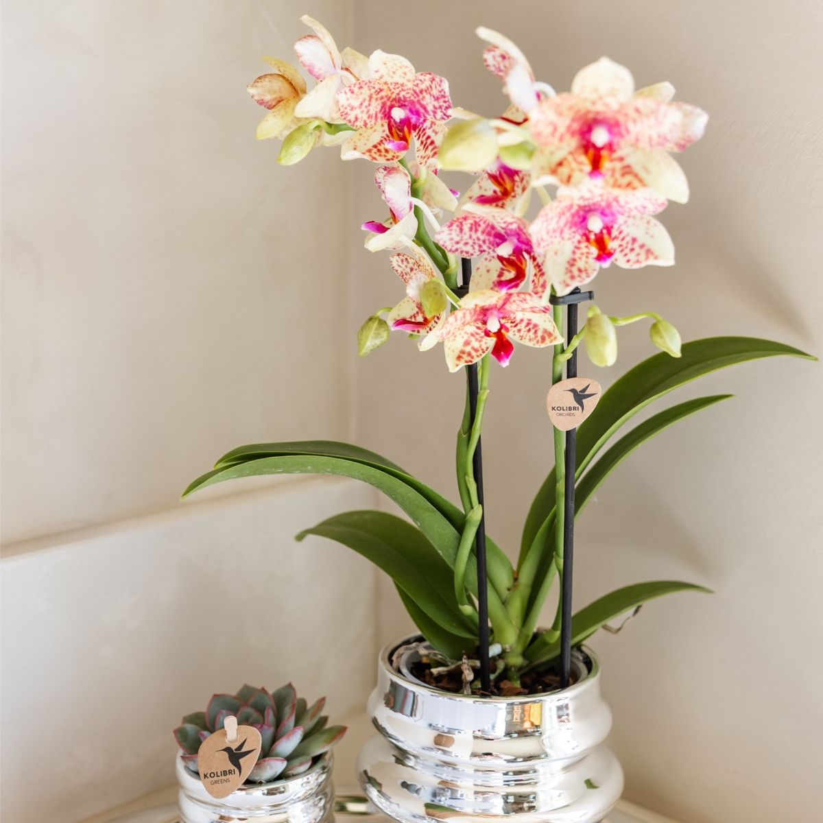 Lot de 2 ou 4 orchidées orange et jaunes Phalaenopsis 'Grosseto' - Pot 9 cm