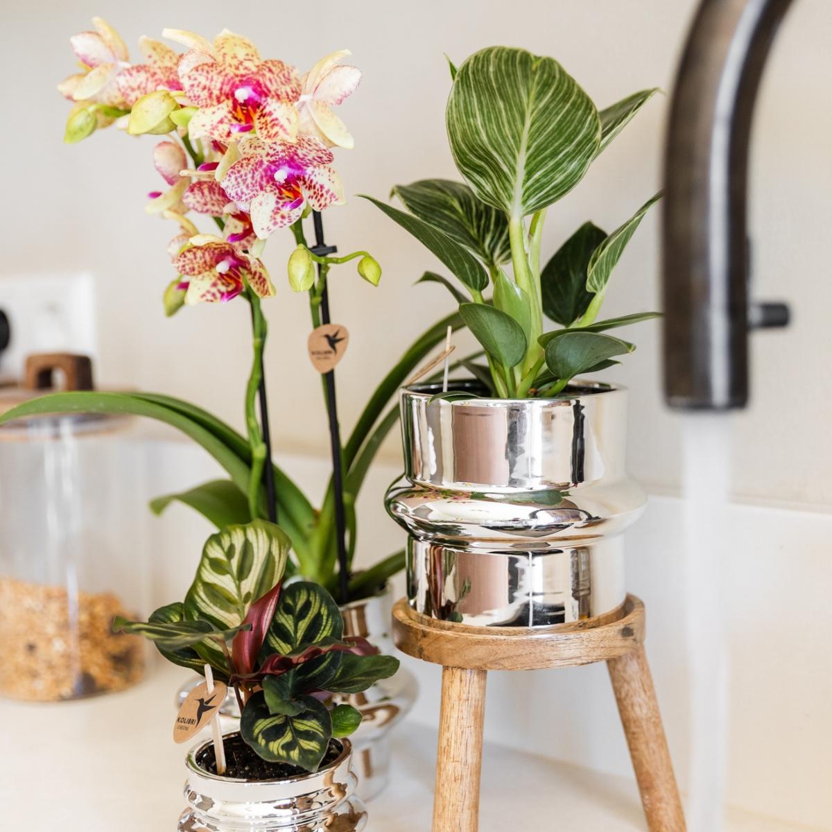 Lot de 2 ou 4 orchidées orange et jaunes Phalaenopsis 'Grosseto' - Pot 9 cm