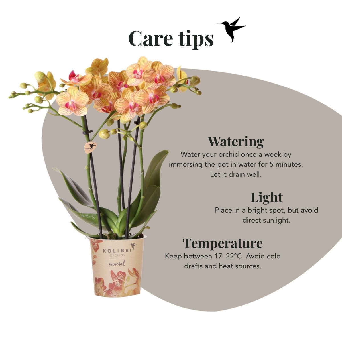 Lot de 2 ou 4 orchidées orange Phalaenopsis 'Jamaica' - Pot 9 cm