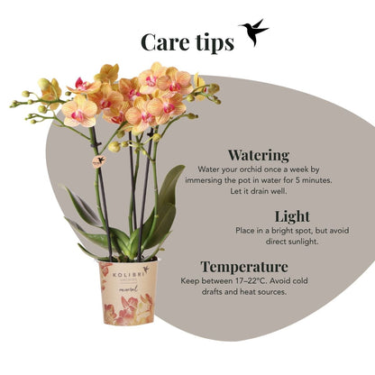 Lot de 2 ou 4 orchidées orange Phalaenopsis 'Jamaica' - Pot 9 cm