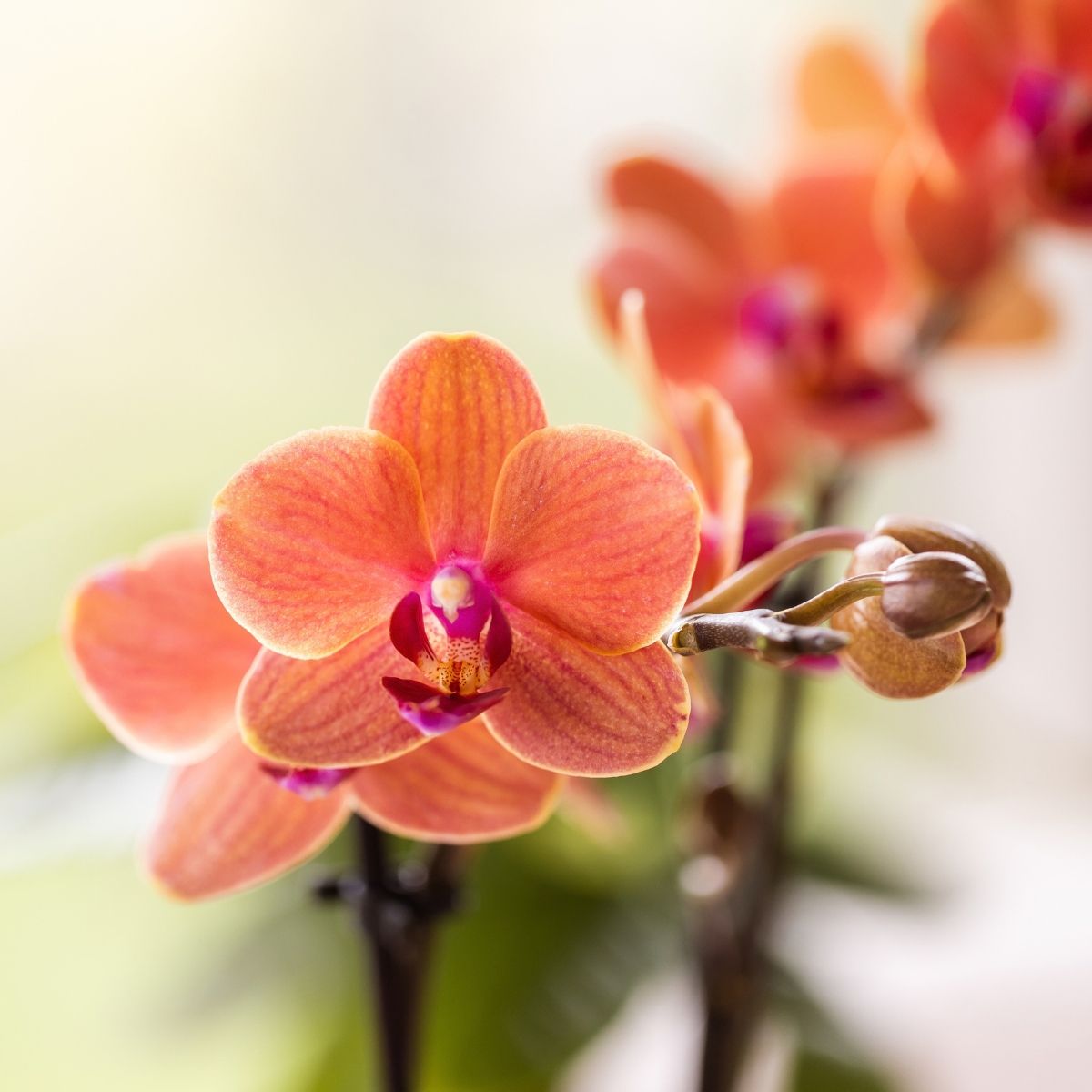 Coffret cadeau orchidée orange et succulentes en cache-pots effet écorce - Pot 9 cm