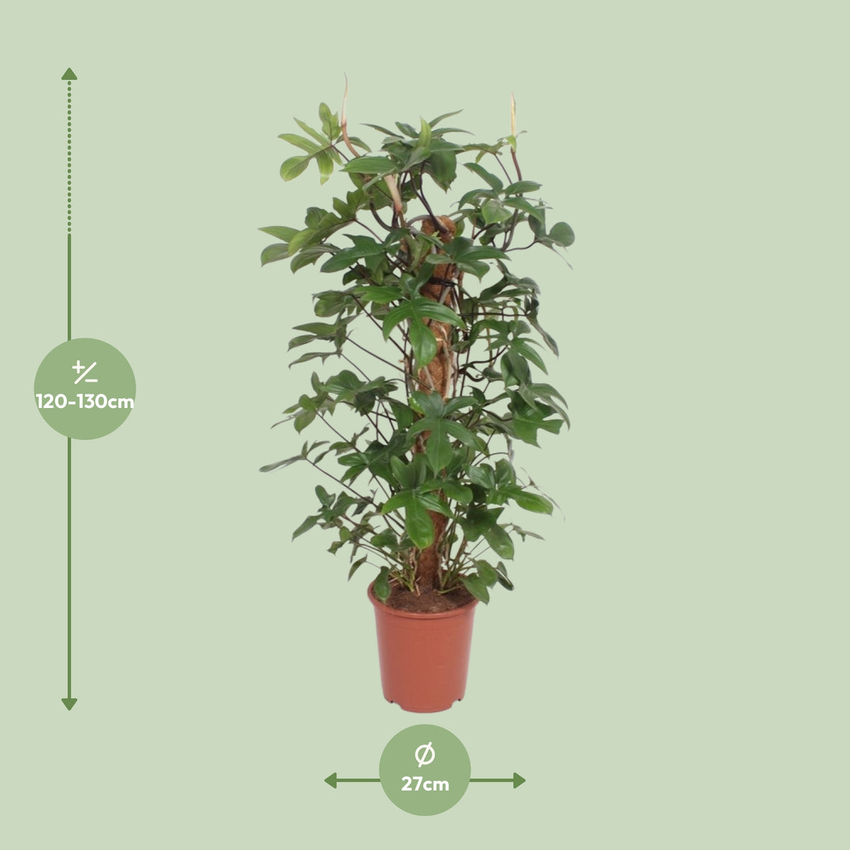 Dimensions du Philodendron pedatum livré : pot de 27 cm et hauteur de 130 cm