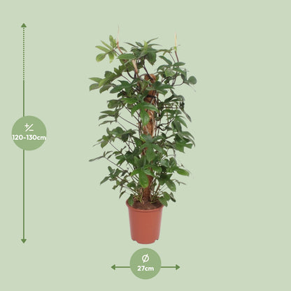 Dimensions du Philodendron pedatum livré : pot de 27 cm et hauteur de 130 cm