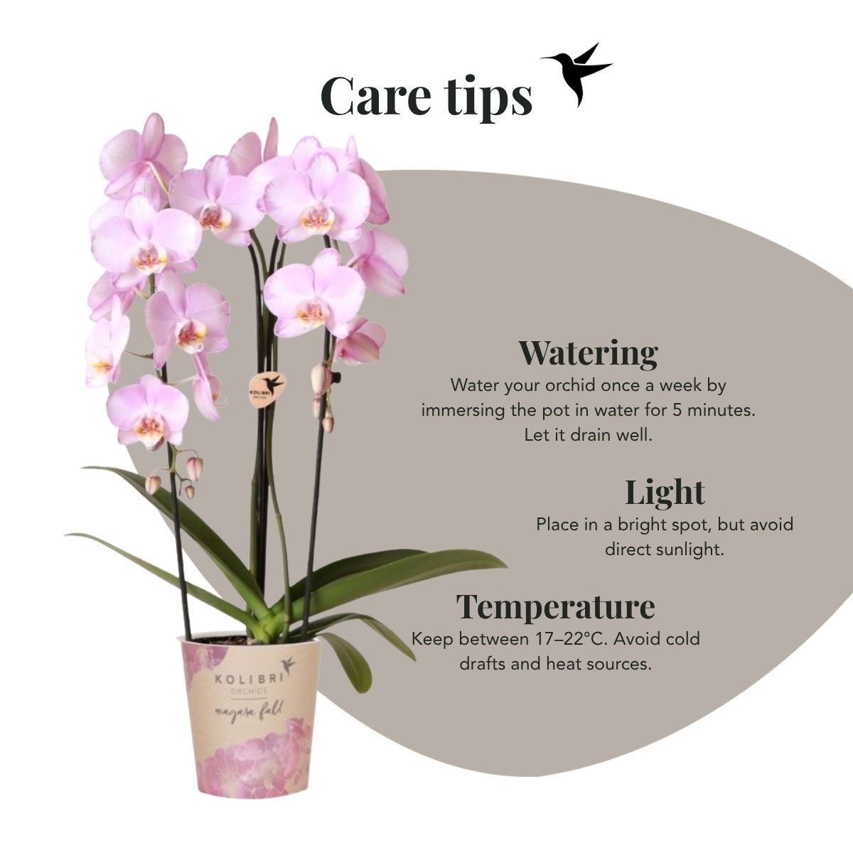 Lot de 2 ou 4 orchidées roses Phalaenopsis 'Xanion' - Pot 12 cm