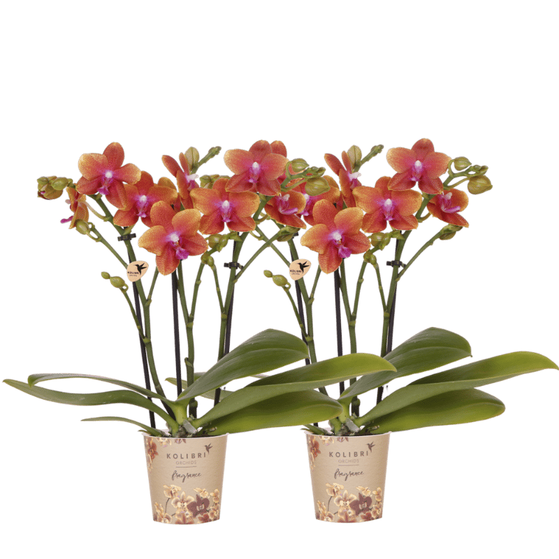 Lot de 2 ou 4 orchidées orange parfumées Phalaenopsis 'Bolgheri' - Pot 9 cm