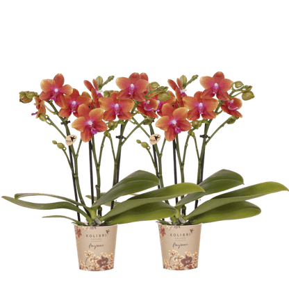 Lot de 2 ou 4 orchidées orange parfumées Phalaenopsis 'Bolgheri' - Pot 9 cm