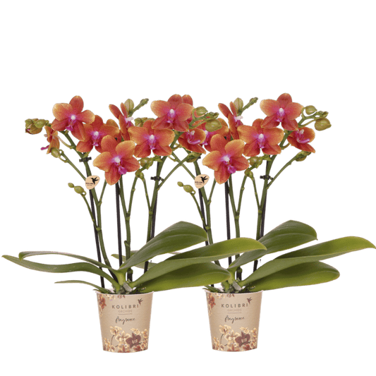 Lot de 2 ou 4 orchidées orange parfumées Phalaenopsis 'Bolgheri' - Pot 9 cm