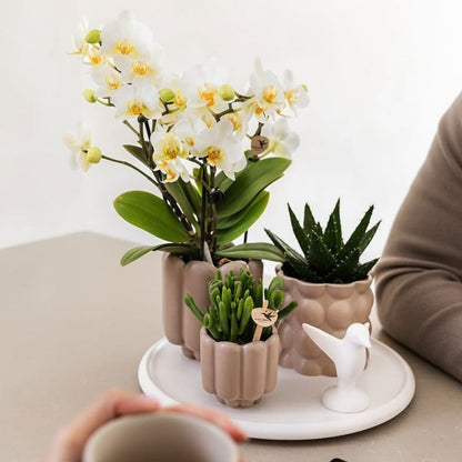 Lot de 2 ou 4 orchidées blanches Phalaenopsis 'Lausanne' - Pot 9 cm