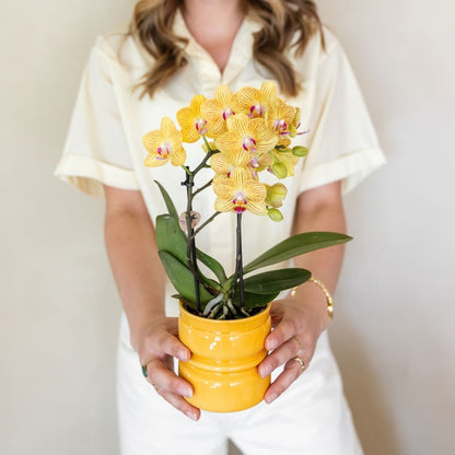 Lot de 2 ou 4 orchidées jaunes Phalaenopsis 'Lima' - Pot 9 cm