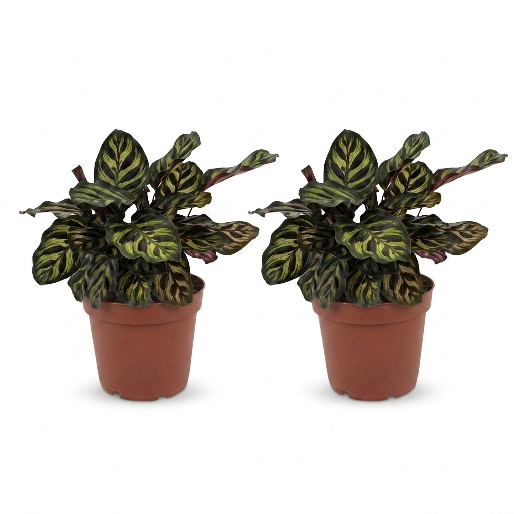 Deux Calathea Makoyana, appelées Plante Paon, avec leurs feuilles aux motifs verts et marron violacés dans des pots de culture en terre