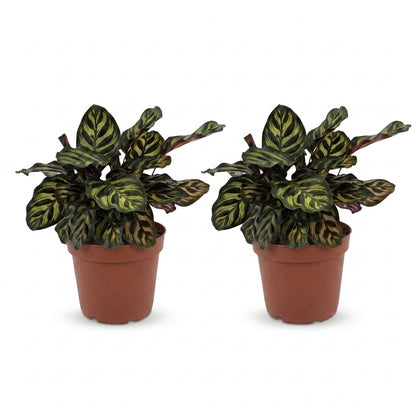 Deux Calathea Makoyana, appelées Plante Paon, avec leurs feuilles aux motifs verts et marron violacés dans des pots de culture en terre