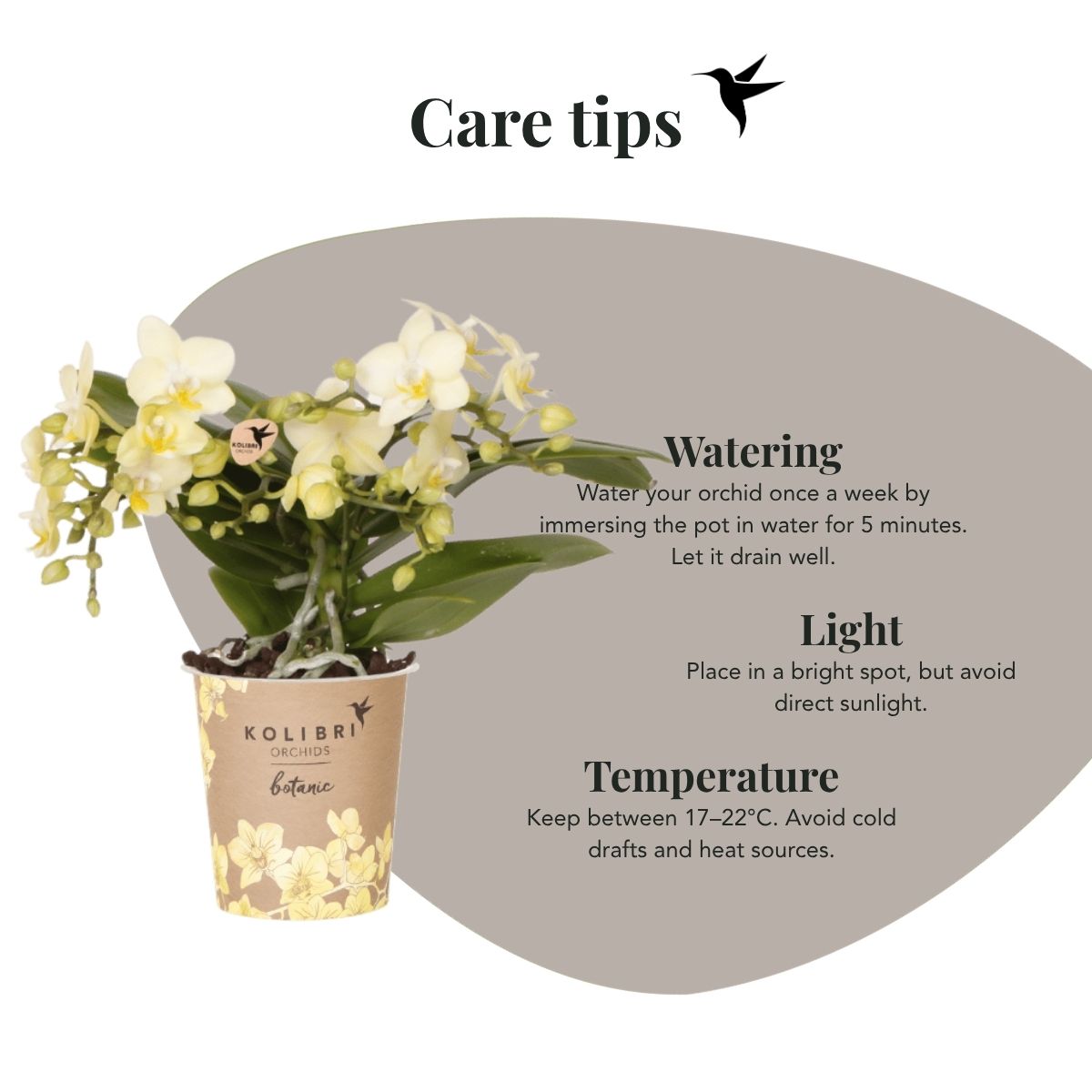 Lot de 2 ou 4 orchidées jaunes Phalaenopsis 'Botanic' - Pot 9 cm